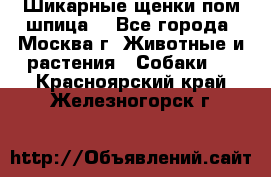 Шикарные щенки пом шпица  - Все города, Москва г. Животные и растения » Собаки   . Красноярский край,Железногорск г.